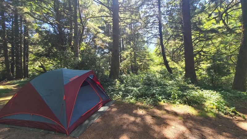 Camping Under a Forest Canopy