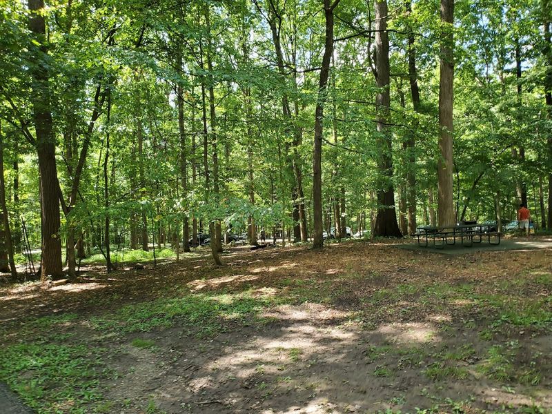 Camping Under the Trees: Staying the Night Changes Everything