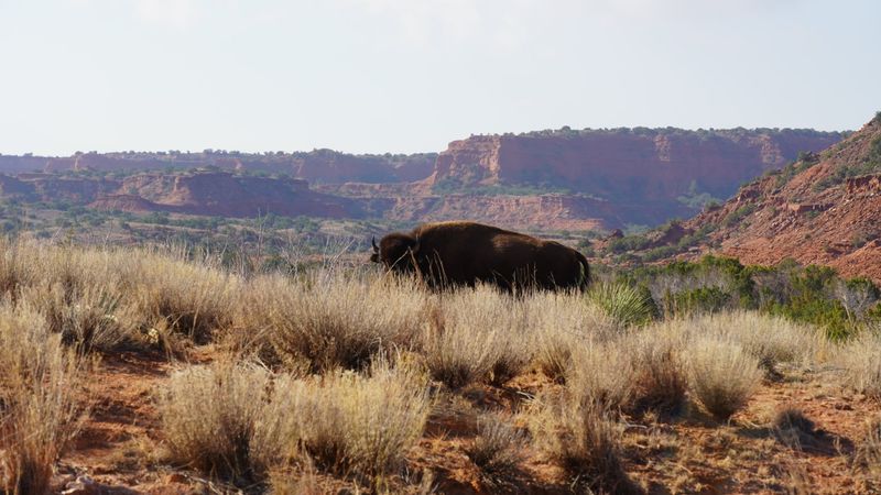Caprock Canyons State Park