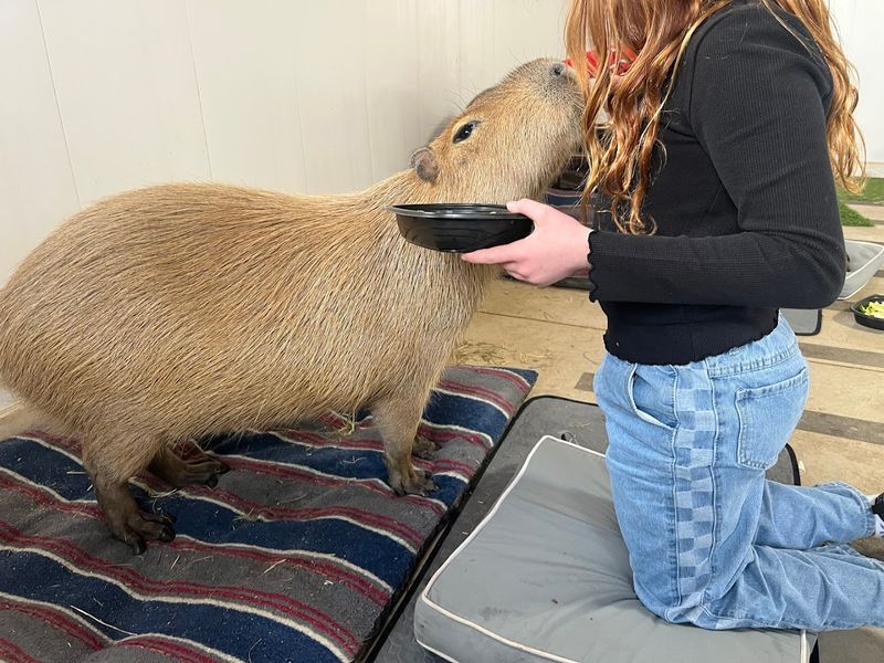 Capybaras, Coatimundis, and the Animals You Never Knew You Needed to Meet