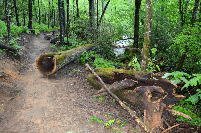 Wildlife That Depends on Ancient Trees