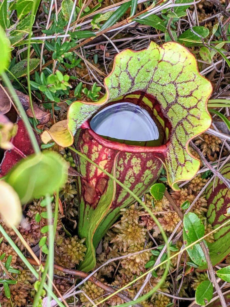 Carnivorous Plants That Actually Eat Bugs
