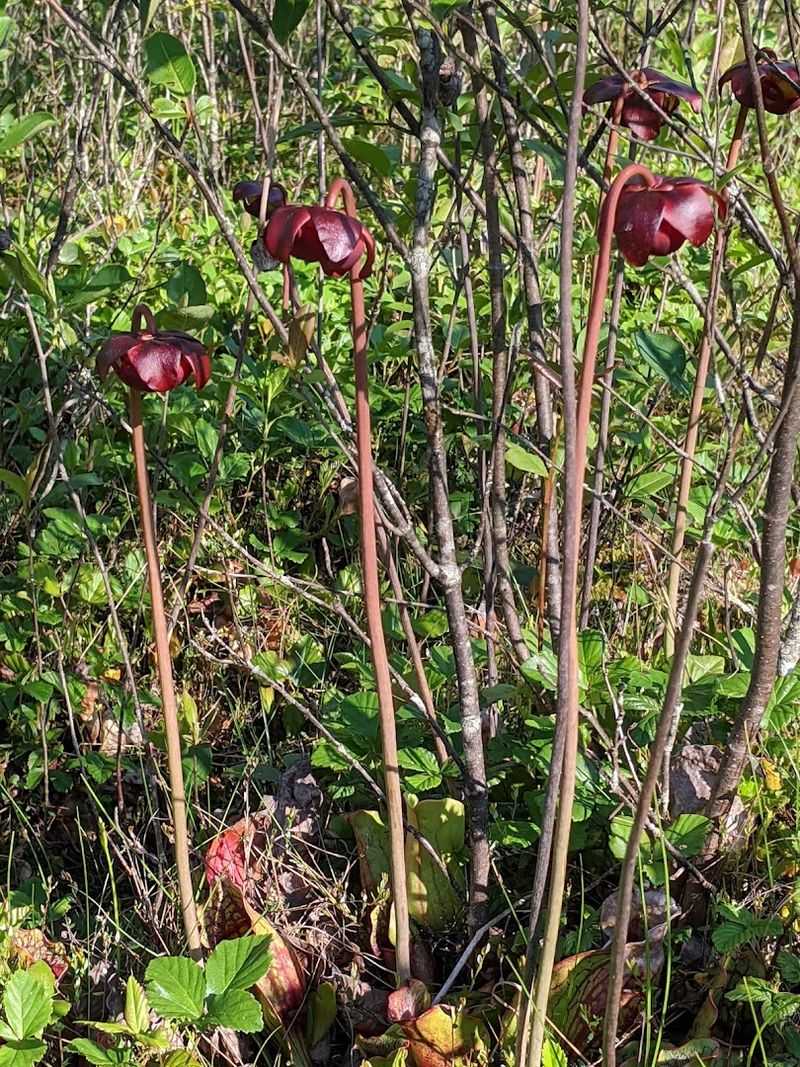 Carnivorous Plants That Actually Eat Things Carnivorous Plants That Actually Eat Things