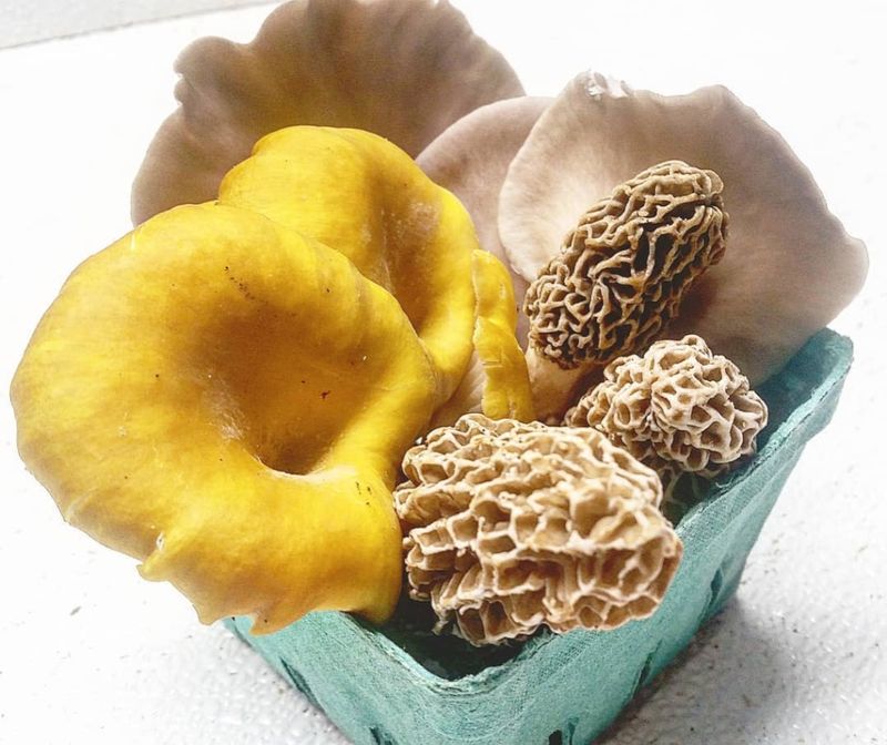 Chasing Morel Mushrooms in the Hardwood Forests of Southeast Minnesota