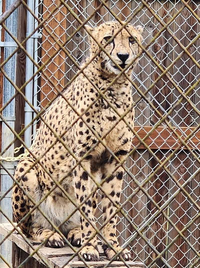 Cheetah Ambassador Meet and Photo Experience