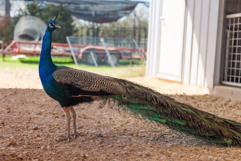 Peacocks, a Tortoise, and the Unexpected Residents
