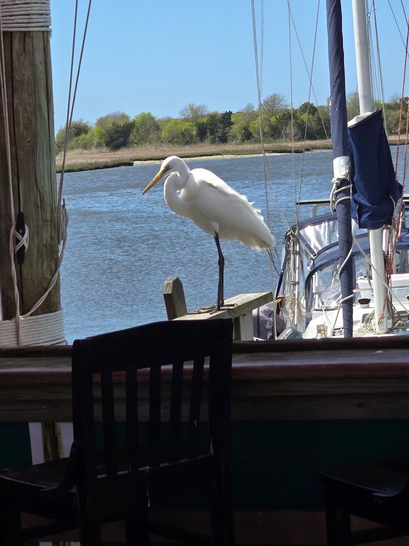 Come Hungry But Stay For The Harbor