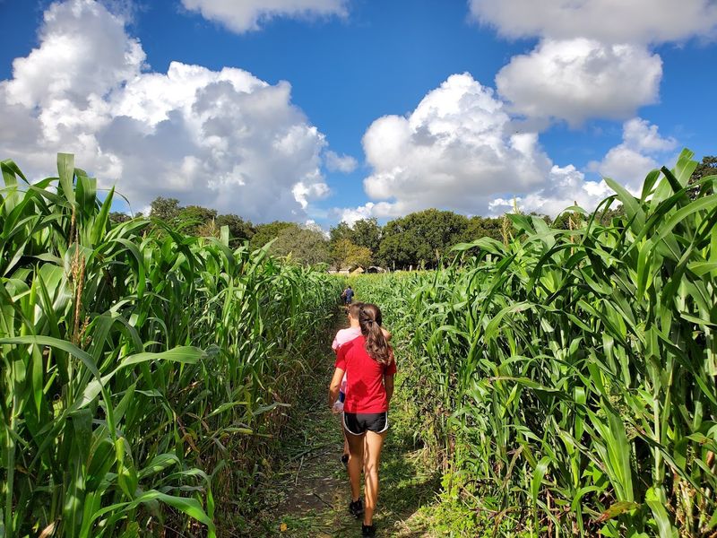 Corn Maze And Sunflower Maze For The Adventurous Crowd