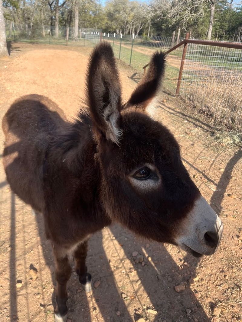 Donkeys, Mules, and a Whole Lot of Character