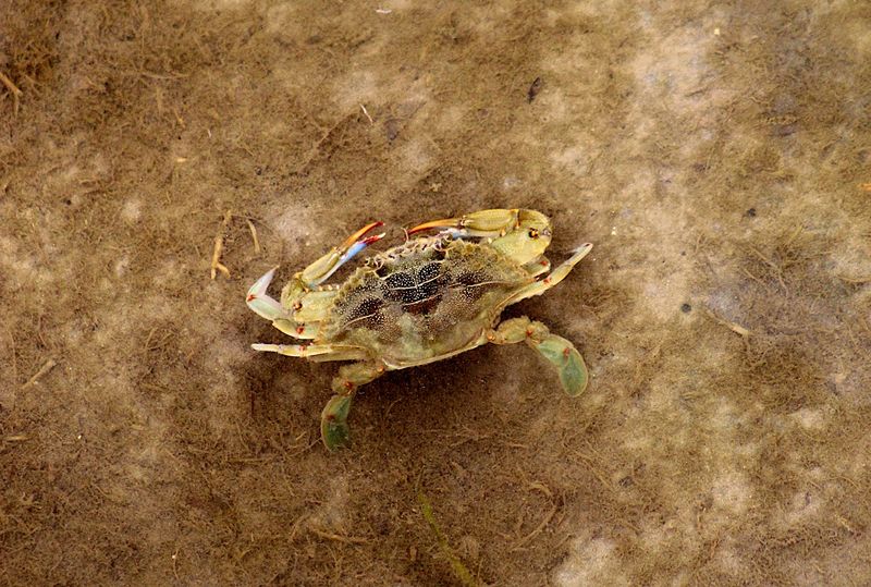 Crabs, Turtles, and the Aquatic World Beneath the Boardwalk