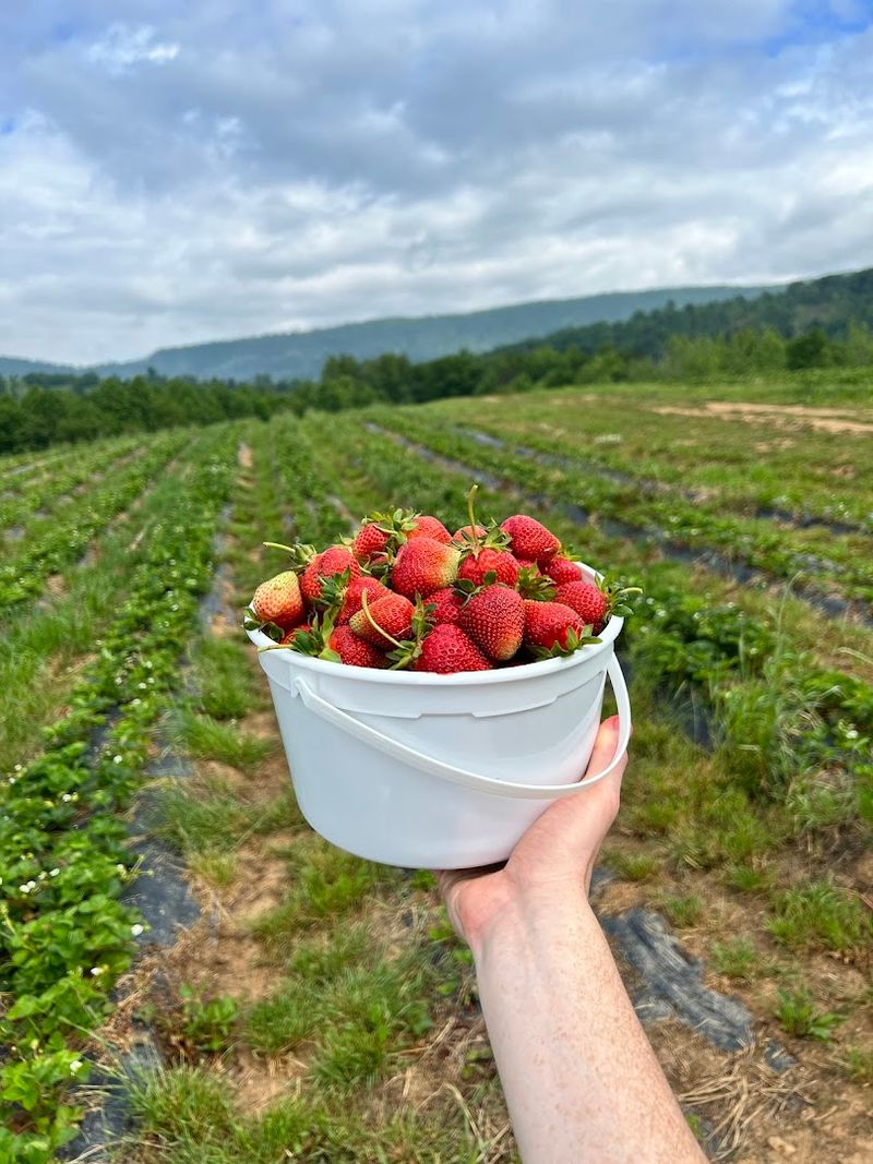 Critzer Family Farm, Afton