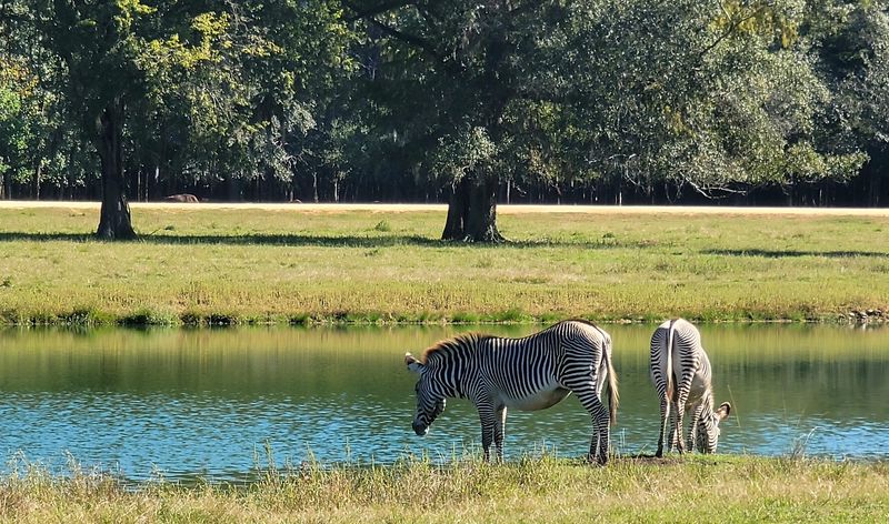 Discover Over 450 Animals From Around the World at a Year-Round Park