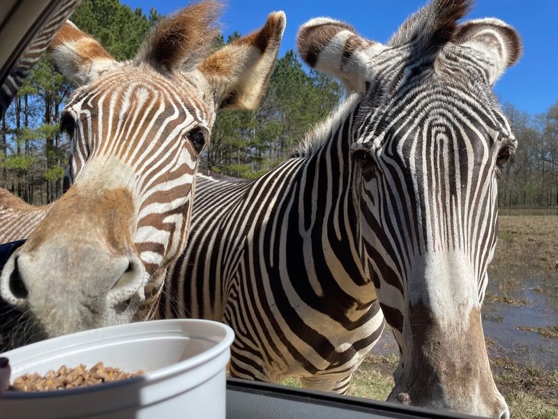 Drive Through 350 Acres of Wild Animals Right From Your Car