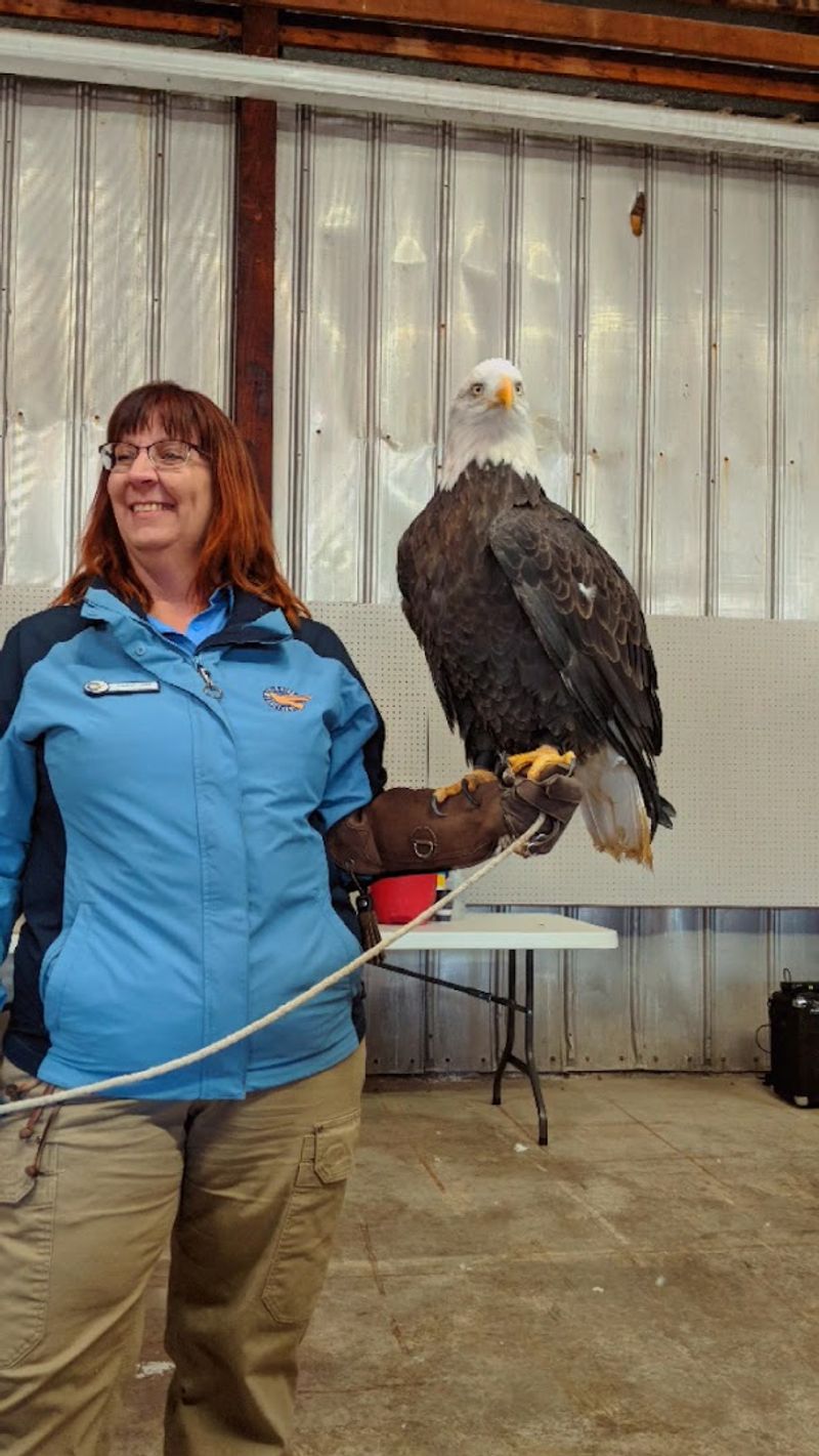 Eagle Days Festival Brings the Town to Life