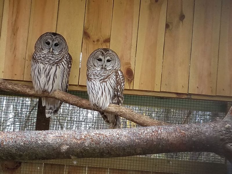 Educational Programs on Indiana Wildlife