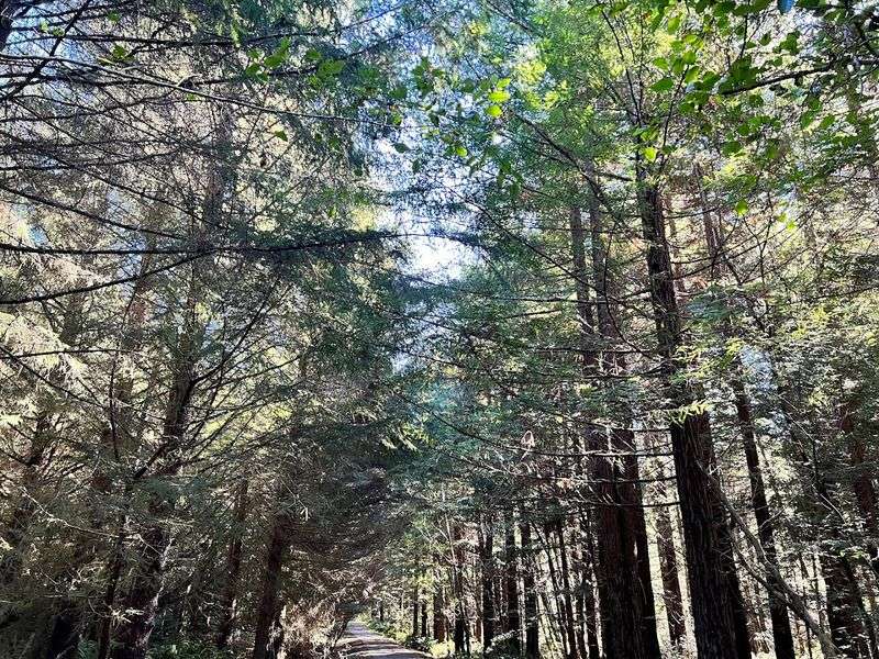 Elk River Road: The Quiet Drive That Changes Everything