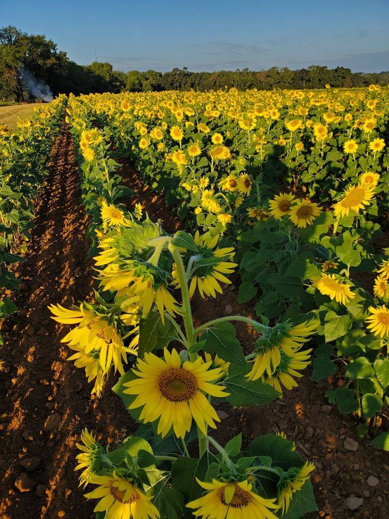 Experience Seasonal Farm Life at Aplin Farms Experience Seasonal Farm Life at Aplin Farms