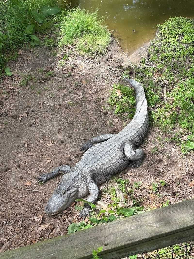 Exploring the Reptile House and Exotic Creatures