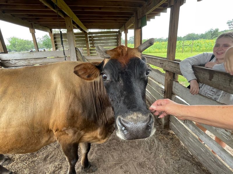 Farm Animals Galore, From Goats To Cows To Donkeys