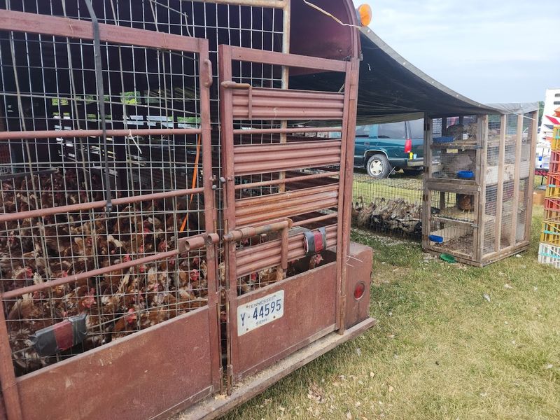 Farm Animals Give the Market a Unique Rural Character