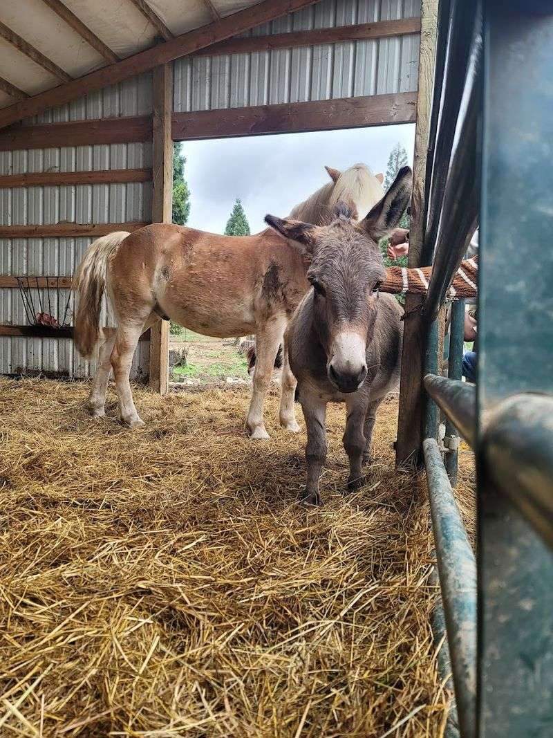 Farm Animals That Everyone Wants to Meet