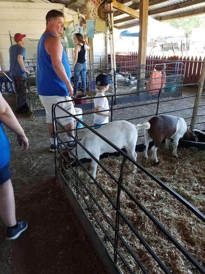 Farm Animals and 4-H Exhibits Worth Slowing Down For
