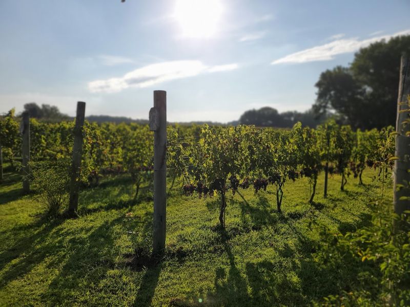 Farmland That Feels Like a Deep Breath