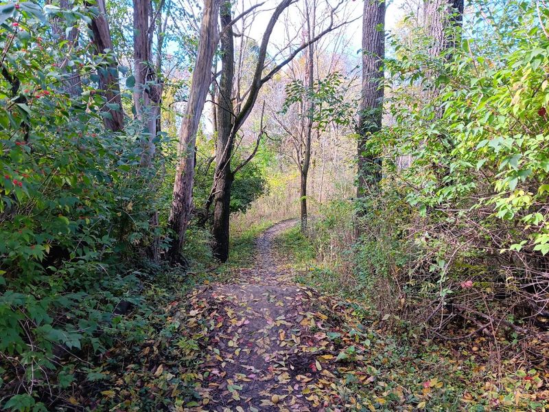 Fast-Flowing Forest Loops Built and Maintained by a Dedicated Local Cycling Club