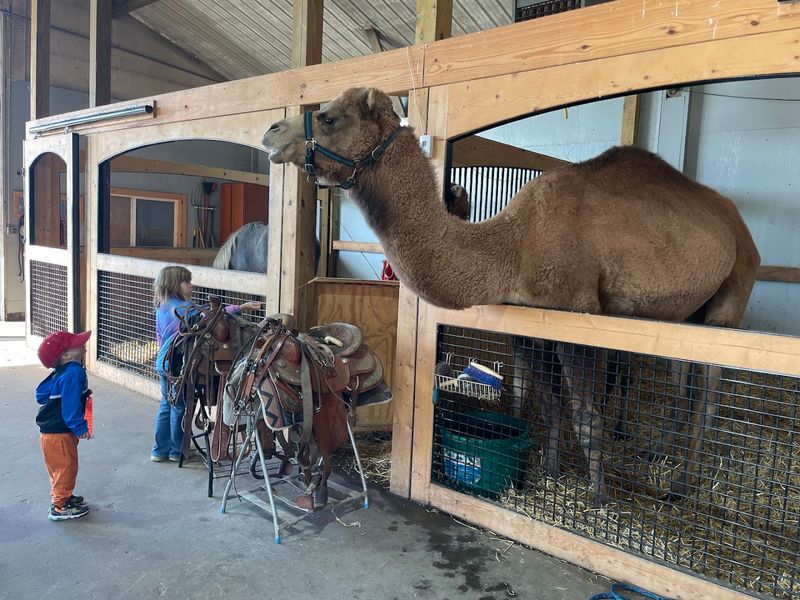 Feed Camels Watermelon on a Stick During Family Fun Days