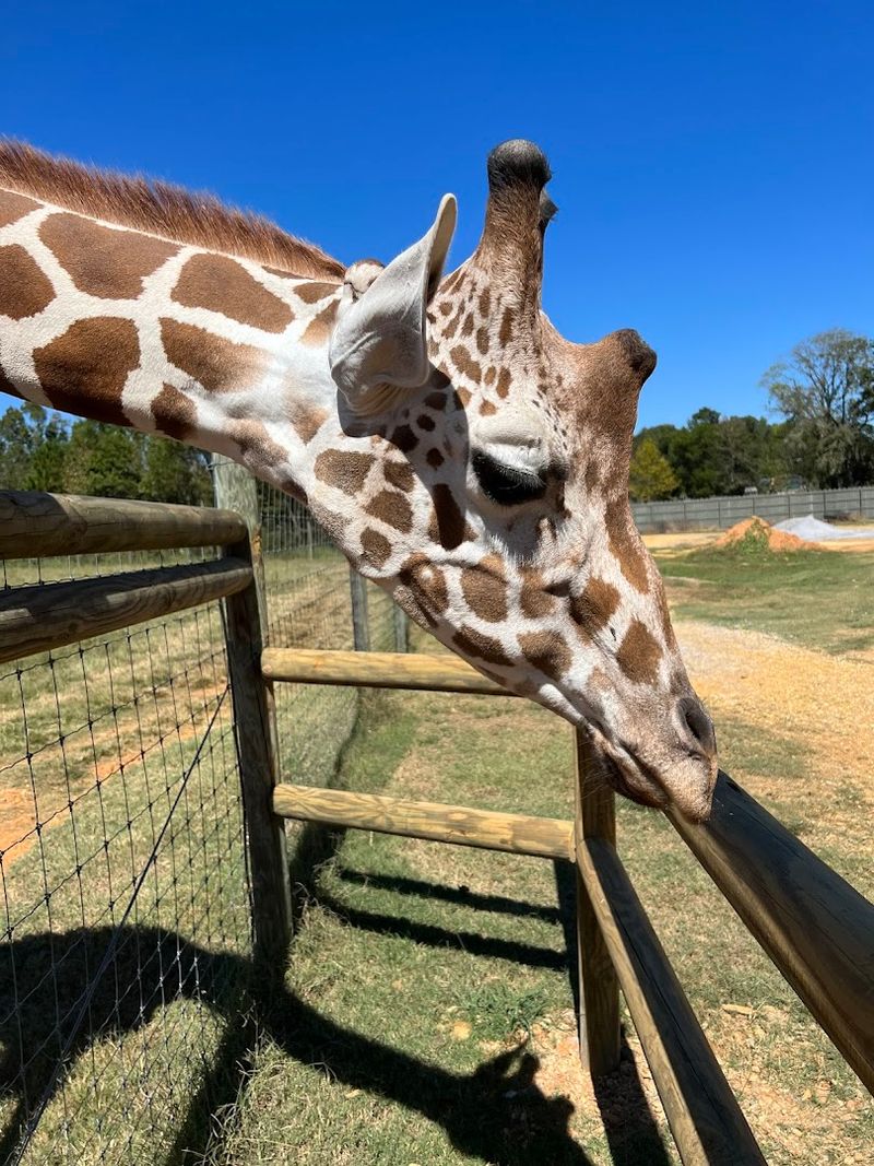 Feed a Giraffe at Eye Level From the Giraffe Tower