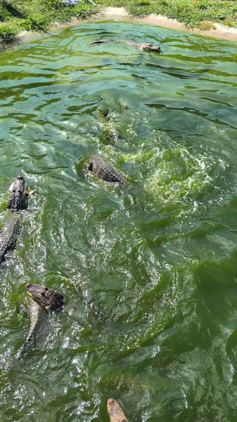 Feeding Alligators Is a Thrill the Whole Family Will Talk About for Weeks