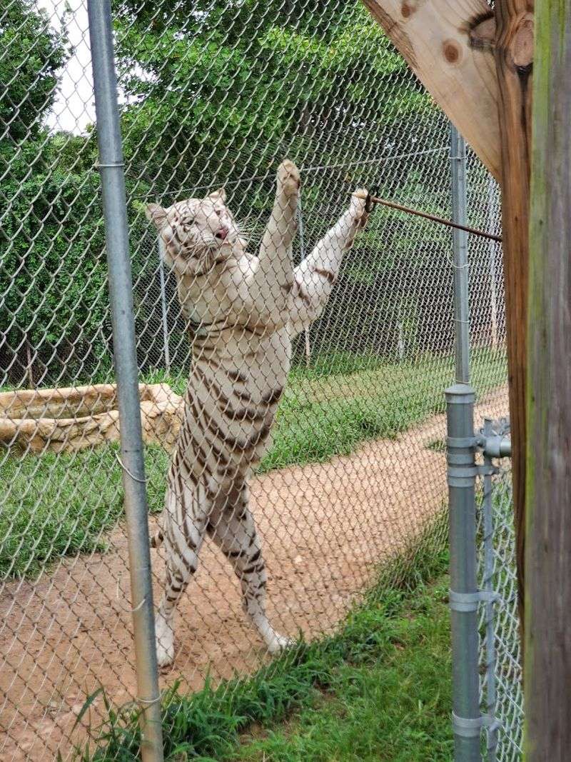 Tiger Encounters That Are Genuinely Hard to Believe