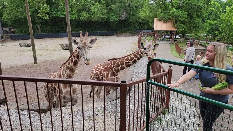 Feeding the Giraffes Is an Experience You Will Talk About for Days