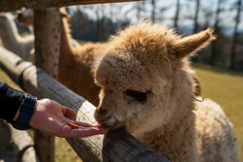Feeding the Llamas Up Close