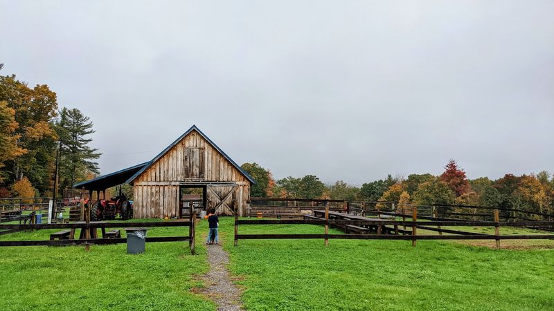 Fiddlefern Petting Farm Is the Star of the Morning