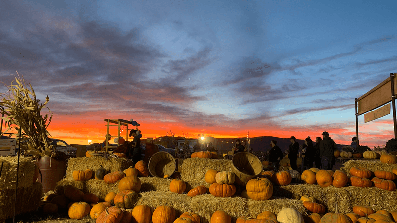 Field of Fright: The Haunted Corn Maze That Actually Scares You