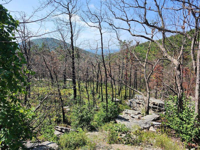 Fire Recovery and the Trail's Future