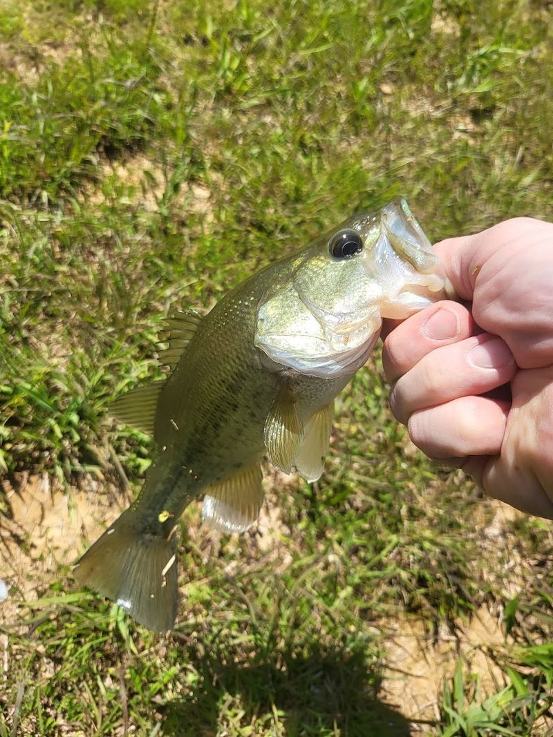 Fishing at the Pond and Creek Gives Kids a Real Outdoor Skill