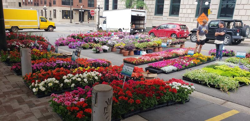 Flower Buckets That Make You Linger