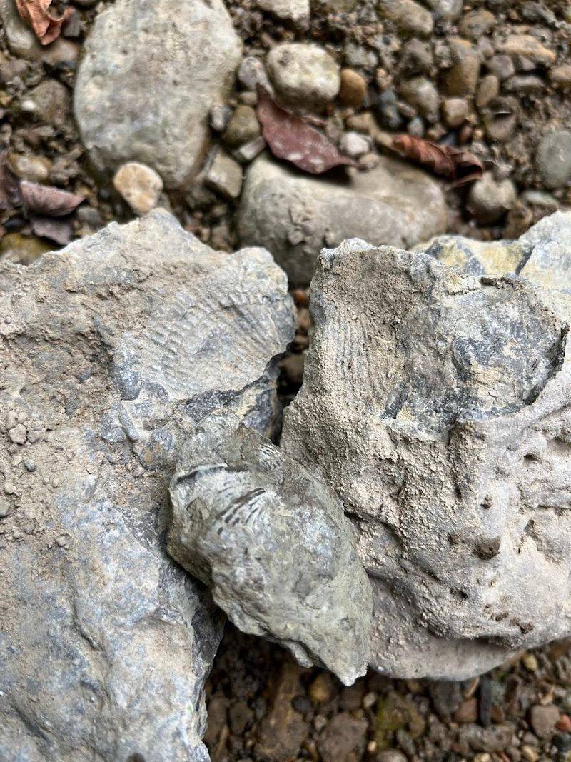 Fossils Here Are Genuinely Ancient, Predating Dinosaurs by Millions of Years Fossils Here Are Genuinely Ancient, Predating Dinosaurs by Millions of Years