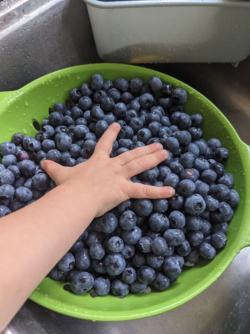 Freezing Your Blueberries and Making Them Last All Year Freezing Your Blueberries and Making Them Last All Year