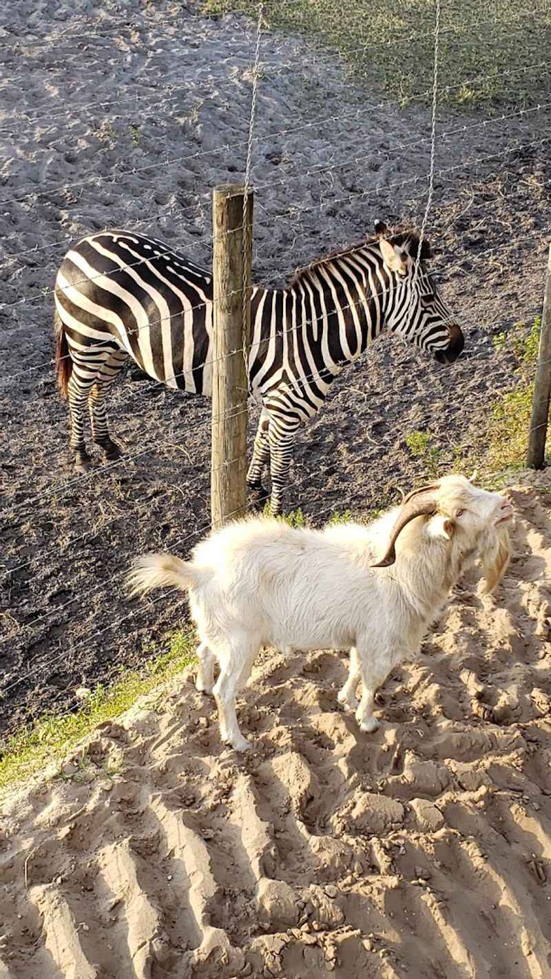 The Animals That Share the Farm