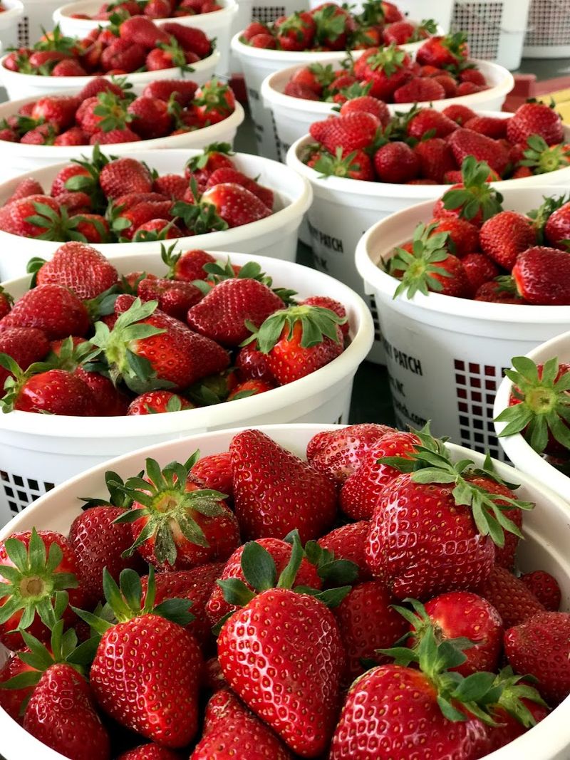 Fresh Treats Make It More Than A Picking Trip