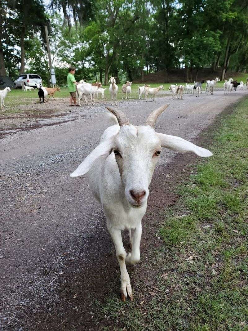 Friendly Goats That Have Fully Claimed the Island