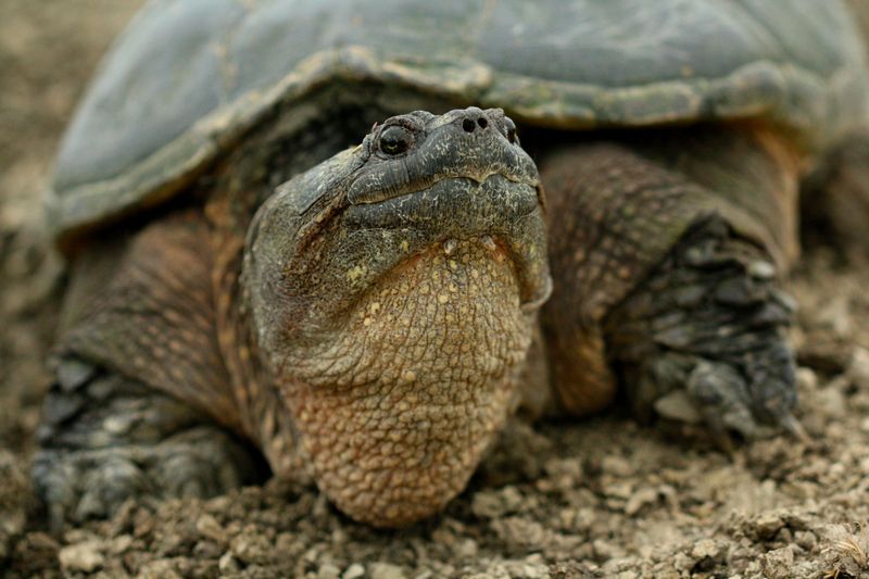 Frogs, Turtles, and Wildlife Around Every Bend
