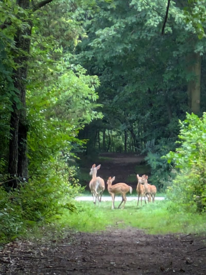 Ox Bow County Park Loop, 23033 County Road 45, Goshen, IN 46528