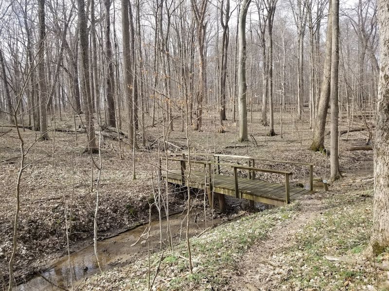 Geological Wonders Hidden Inside the Forest You Would Not Expect