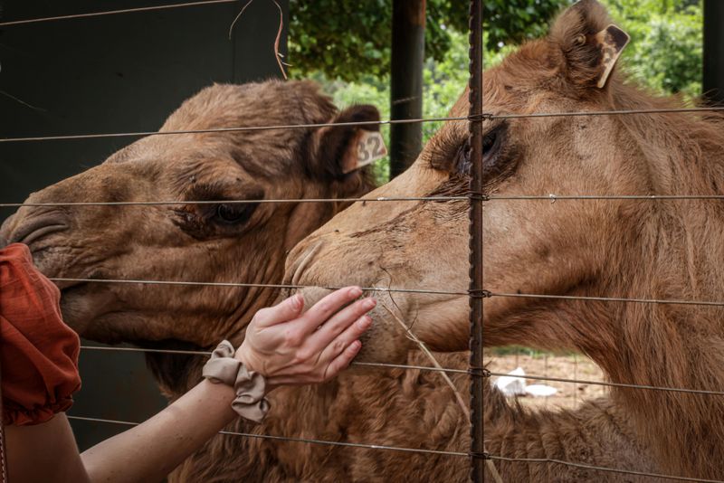Get Up Close and Personal With Real Camels