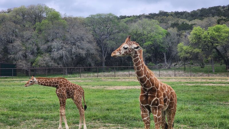 Getting Up Close With Giraffes