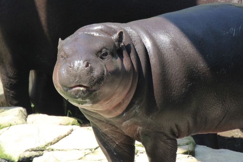 Getting Up Close With Pygmy Hippos in Hippo Haven